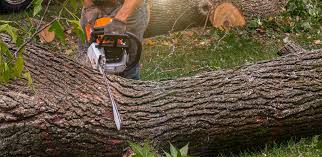 How Our Tree Care Process Works  in  Perry, IA